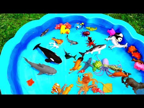Learn With Wild Zoo Animals Blue Water Big Shark Toys For Kids
