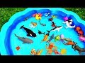 Learn With Wild Zoo Animals Blue Water Big Shark Toys For Kids