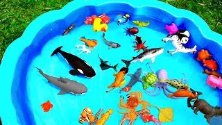Learn Colors With Wild Zoo Animals Blue Water Shark Toys For Kids