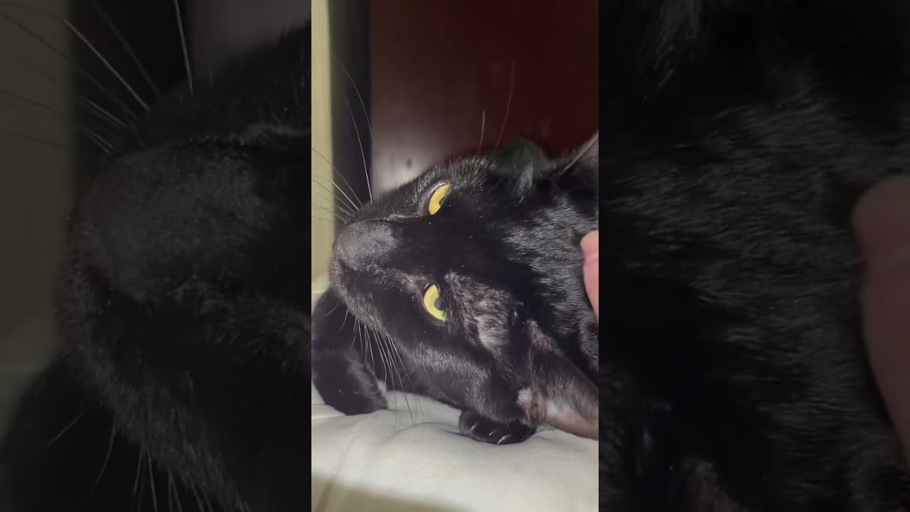 Enlarge Seven (watch video) so cuddly -likes to be held , a ADOPTABLE Domestic Short Hair in Port Orange, FL video 6/6