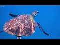 The Ocean 4K - Sea Animals For Relaxation, Beautiful Coral Reef Fish In Aquarium (4K Video Ultra HD)