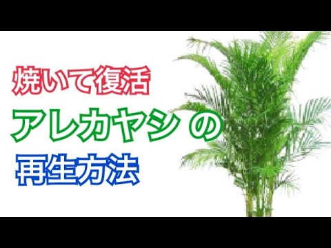 園芸 アレカ、アレカヤシ、ゴールデンヤシ