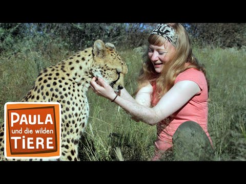 Wie schnell rennt der Gepard? | Reportage für Kinder | Paula und die wilden Tiere