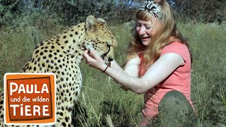 Download lagu Wie schnell rennt der Gepard? | Reportage für Kinder | Paula und die wilden Tiere mp3 Download lagu Wie schnell rennt der Gepard? | Reportage für Kinder | Paula und die wilden Tiere mp3