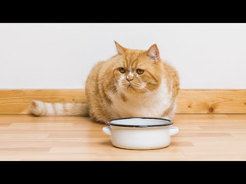 Cat Feeding Behavior and Tips | Cats & Coffee Live