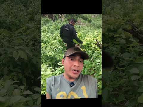 Erradican miles de arbustos de hoja de coca en San Luis Peten Guatemala #guatemala #noticias