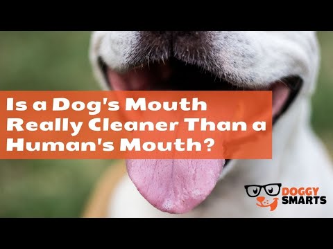 Is a Dog's Mouth Really Cleaner Than a Human's Mouth?