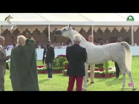 N.161 MALIKAT AL MOLUK - KAAHC 2019 - Mares 4-6 Years Old (Class 4B)