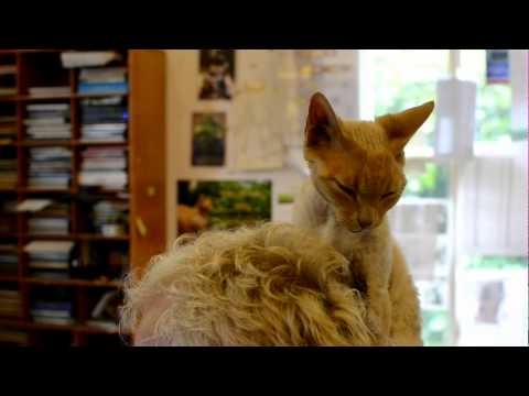 EXOTIC CAT PROVIDES BONCE-PREENING SESSION FEAT. RAIN SONG BY SOMATIC WAVES