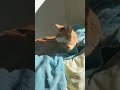 Ginger The Senior Cat Loves Sunbathing Shorts