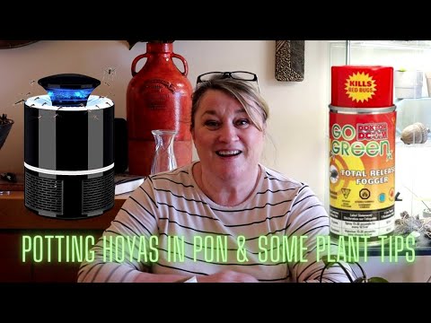 Potting Hoyas in Pon and Some Great Plant Tips