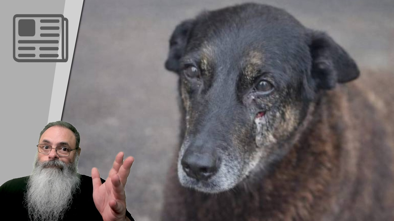 CASO do CÃO ORELHA é ENCERRADO sem NENHUMA PUNIÇÃO: JUSTIÇA ou IMPUNIDADE?