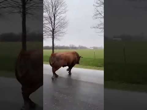 The wild bull destroyed everything #shorts #farm