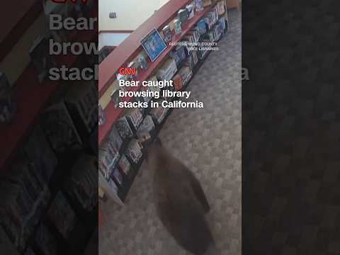 Bear caught browsing library stacks in California