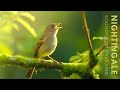 24 Hour Bird Sounds Relaxation - Stress Relief, Soothing Birds Chirping