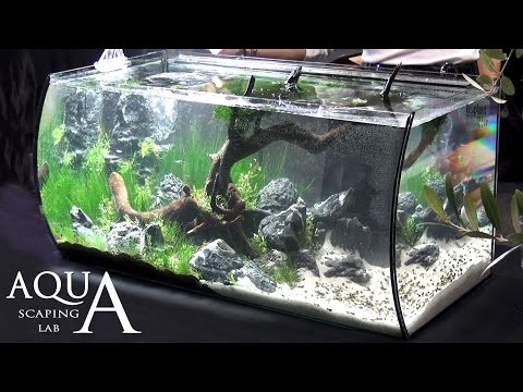 Aquascaping Lab - Tutorial Realistic Natural setting tank tree forest (size 80 x 40 x 40h 130 L)