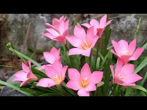 ABC TV | How To Make Rain Lily Paper Flower With Shape Punch - Craft Tutorial
