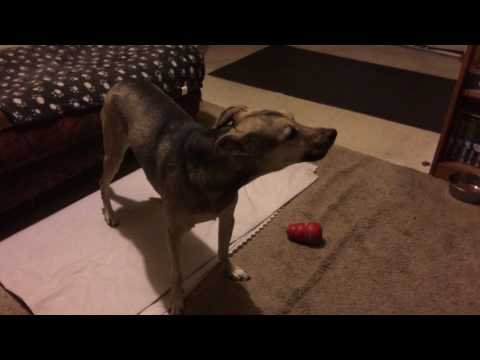 Bindi sings to Pink Floyd "Dogs"