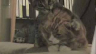 Kitten Chews On Cat&#39;s Head