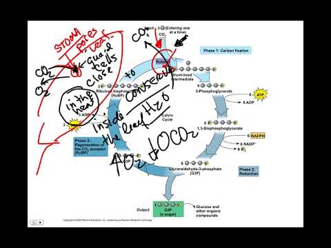 Calvin cycle, BIO105 Introductory Biology, David Champlin, USM