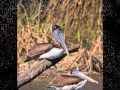 Tab Benoit-Down In The Swamp