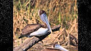 Tab Benoit-Down In The Swamp