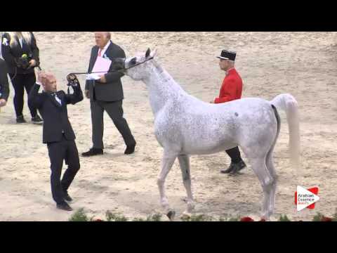 N.66 MAGIC MA CHERIE - Paris 2015 - 4+ year old mares (Class CM3 B)