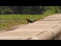 Lizards Doing Push Ups In Nigeria