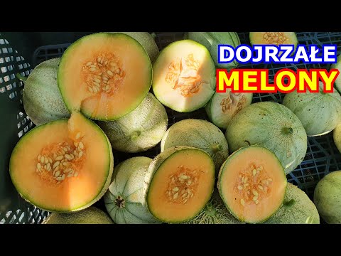 , title : 'Wielkie Zbiory Melona i KONIEC Uprawy Melonów po Płocie | Kiedy Melon jest Dojrzały'