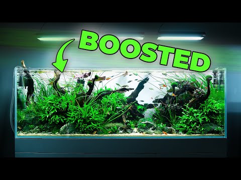 How We Boosted a 650-liter Nature Aquarium | Full Process & Review