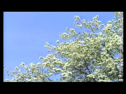 Goce Aleksov   X - BAND  ( Pusta Tugina )