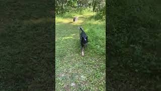 Video preview image #1 Mutt Puppy For Sale in Garden City, NY, USA