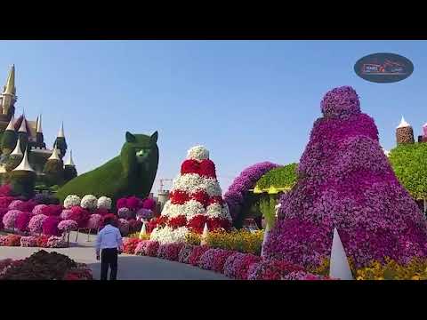 World’s Largest Natural Flower Garden। Dubai Miracle Garden। একসঙ্গে দেখুন  50 MILLION FLOWERS ।