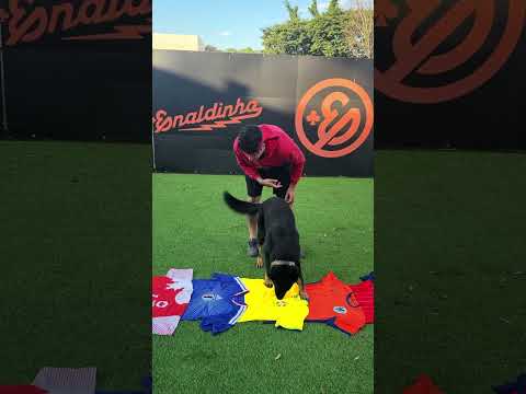 QUEM SERÁ O CÃOPEÃO DA COPA DO MUNDO 2026? 🐶 #shorts