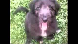 Aussiedoodle Color Changes DoodlesvilleVa.com