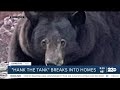 500-lb bear breaks into Lake Tahoe homes