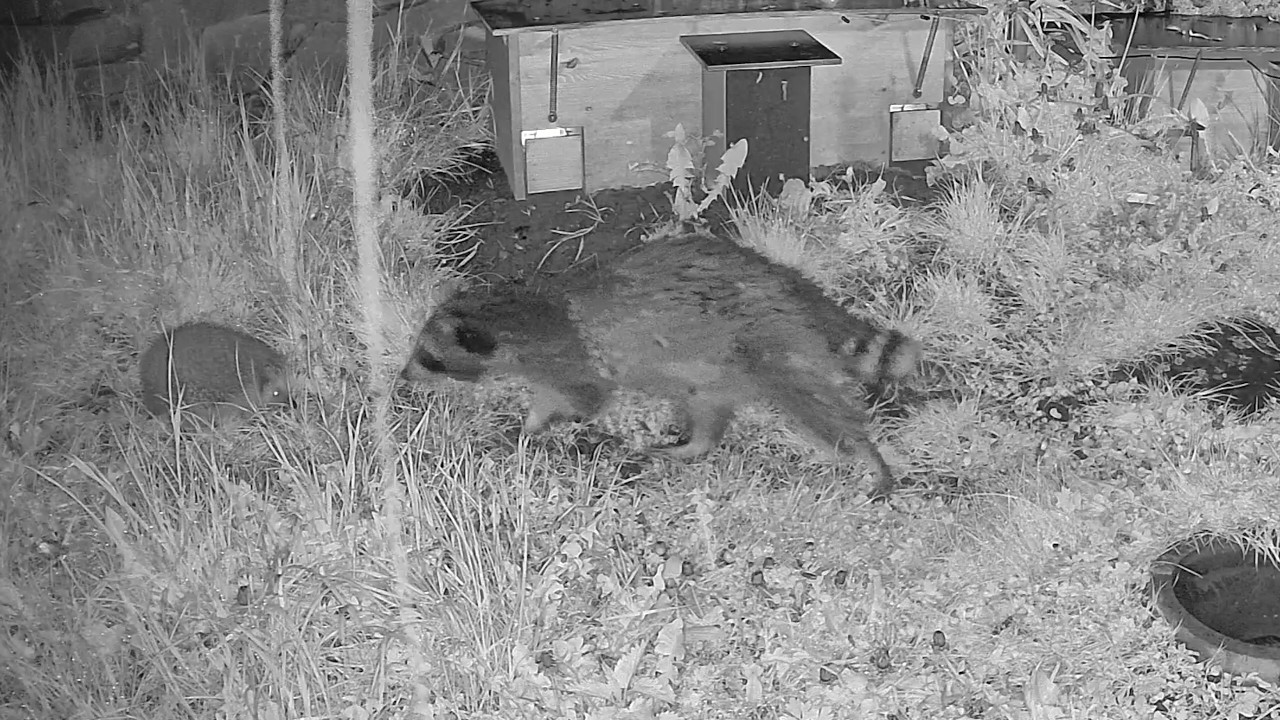 Waschbär mit 3 Beinen trifft auf Igel | 05.05.2026