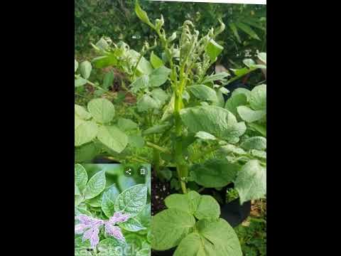 OKUKUSIKA OMUZIMU,EBIKOLA BYOBUMONDE OBUZUNGU