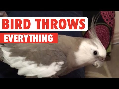 Bird Likes To Push Everything On Ground