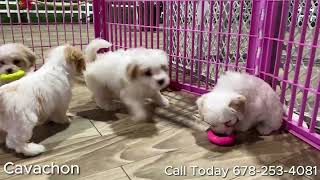 Available puppies for sale from Poodles, Cavachons, Yorkies to Cavapoochons, Frenchies and more