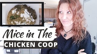 MICE IN THE CHICKEN COOP: Trying Different Ways To Rid Them For Good!