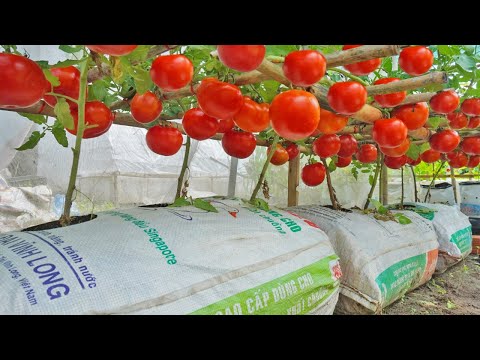 Wish I knew this method of growing tomatoes sooner Many large and succulent fruits