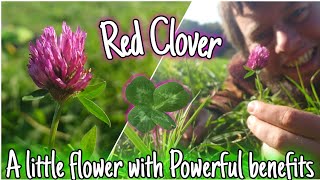 Red Clover - A Little Flower With POWERFUL benefits 🌸