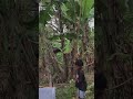 BOCIL BIKIN LAYANGAN BLOLONG 400CC ️
