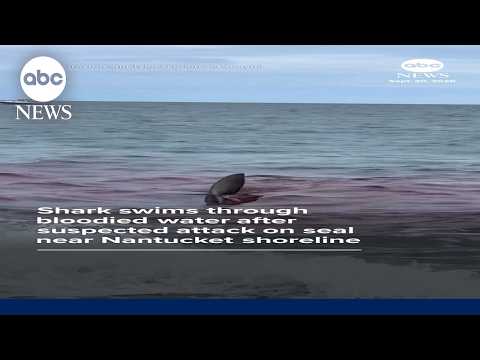 Shark swims through bloodied water after suspected attack on seal
