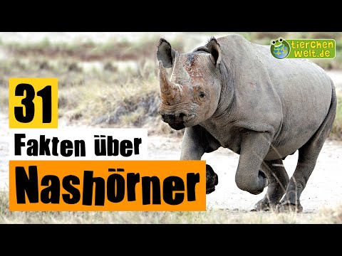 31 Steckbrief-Fakten über Nashörner 🦏 - Doku-Wissen für Kinder