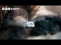 A Close Encounter with Endearing Echidnas | The Making of Mammals | BBC Earth