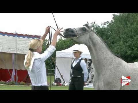 N.45 MISS DIVA ISA - Ströhen 2016 C-Show - Mares 4-6 years old (Class 9)