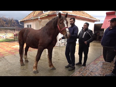 Caii lui Adi de la Rusor, Hunedoara - 2021 Nou!!!