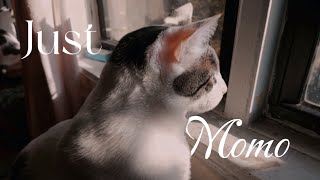 আমার ছোট্ট বাচ্চাটা 🐱